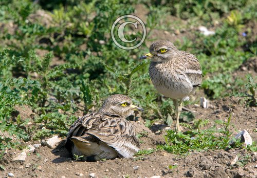 Pair of Stone Culews at a Nest